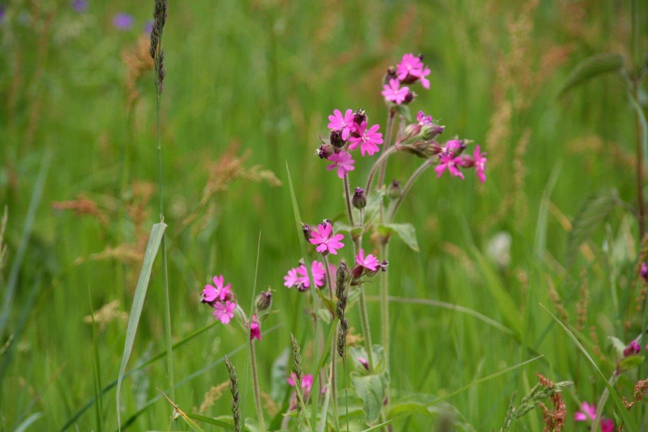 Dagkoekoeksbloem - Planten - 