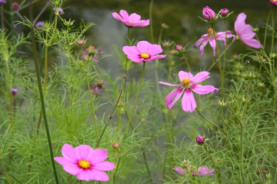 Cosmea - Planten - 
