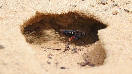 Nestgravende Roodpotige Kruisspinnendoder