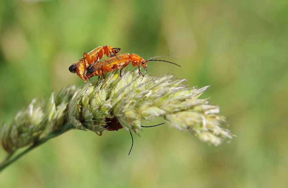 Nieuwe Soldaatjes in aantocht - Geleedpotigen - Soldaatje