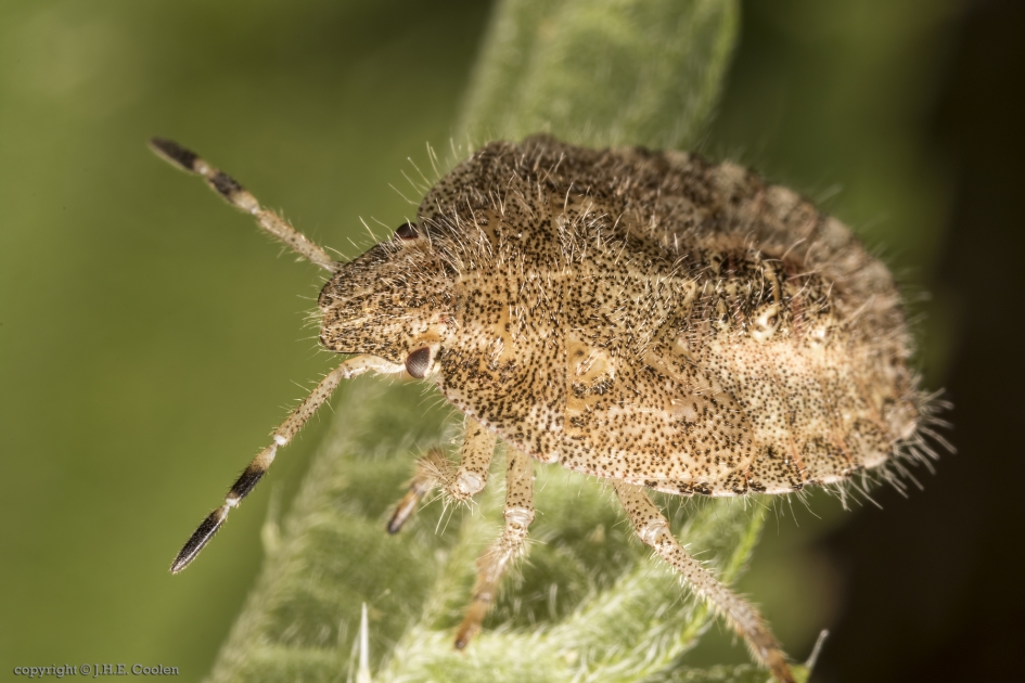 Nimf bessenschildwants (Dolycoris baccarum) - Geleedpotigen - Bessenschildwants