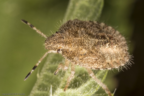 Nimf bessenschildwants (Dolycoris baccarum)