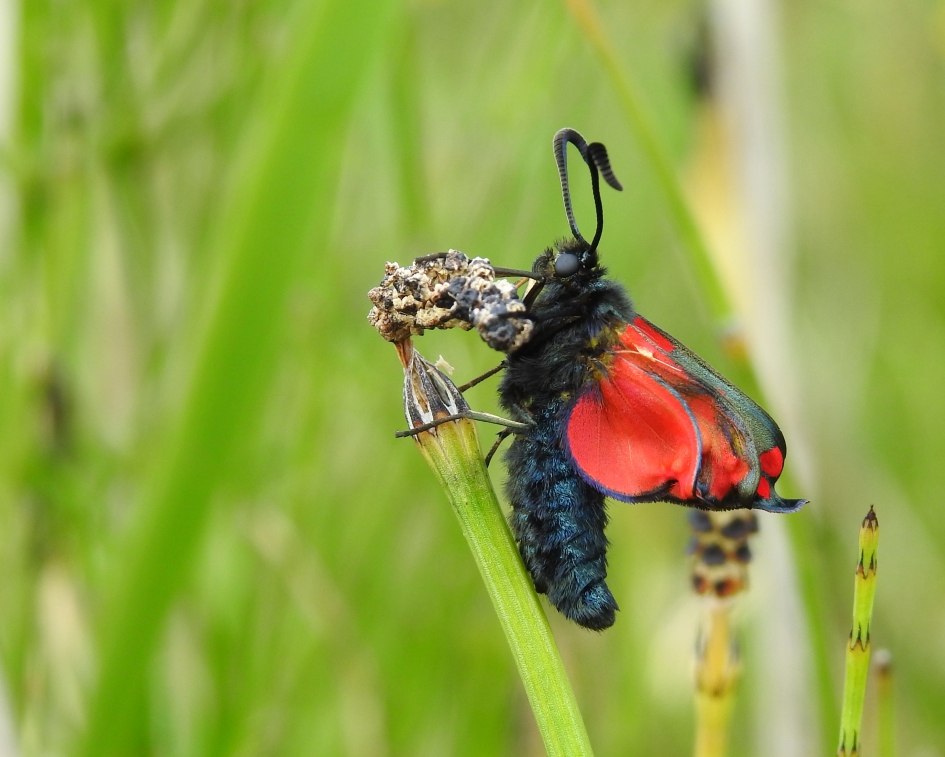 Nog wel even in de plooi komen - Geleedpotigen - Sint-Jansvlinder
