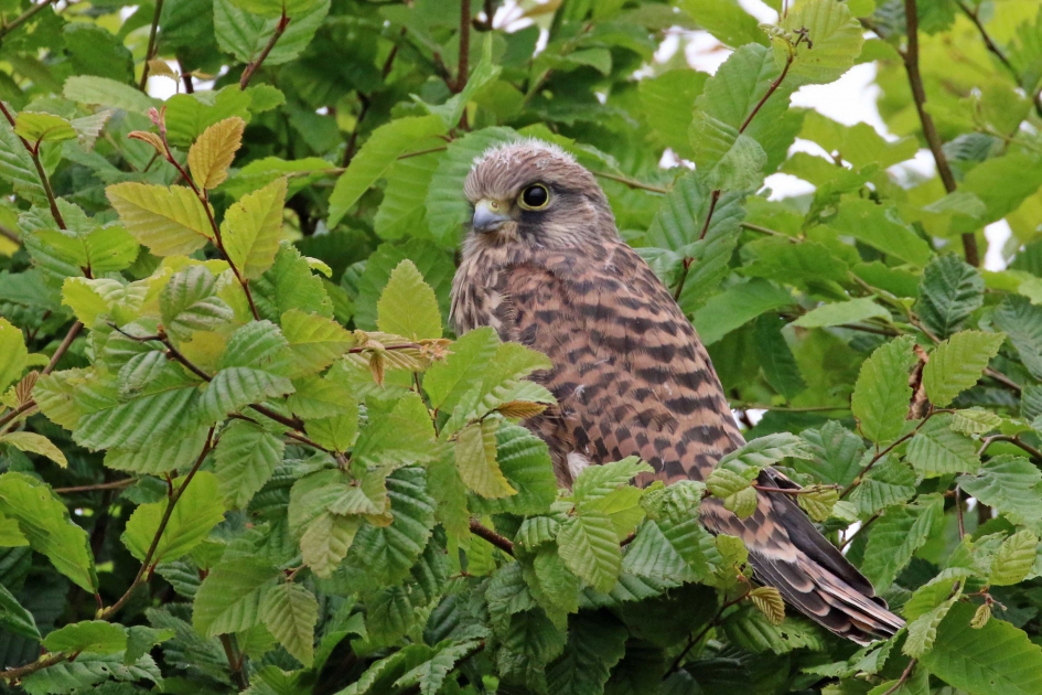 Nou ja, ik ben geland... - Vogels - 