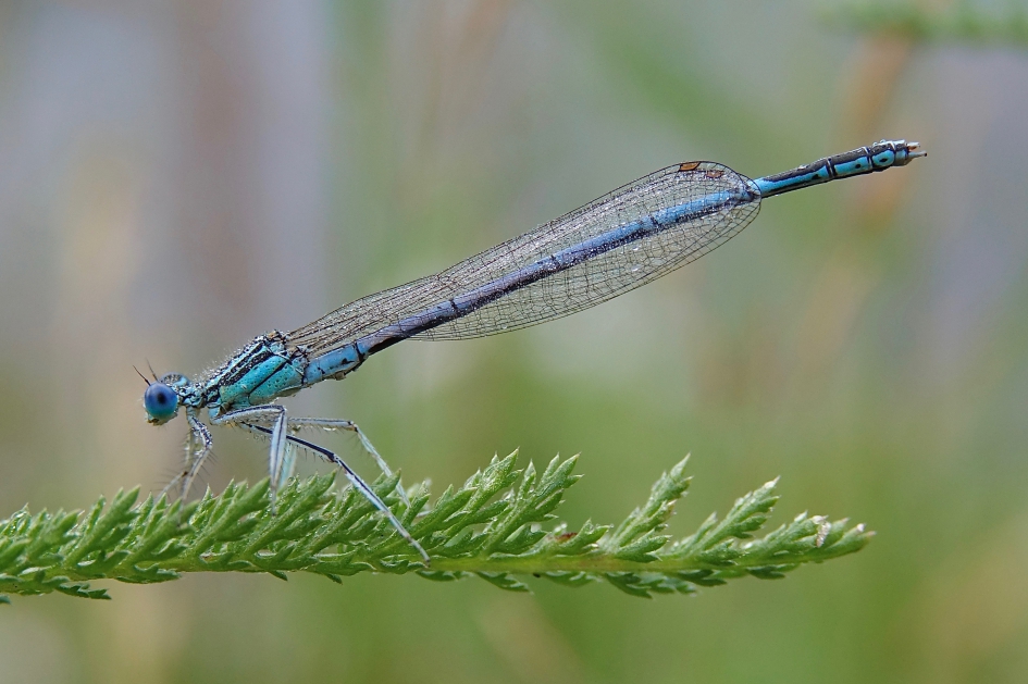 Ochtend opstart - Geleedpotigen - Blauwe Breedscheenjuffer