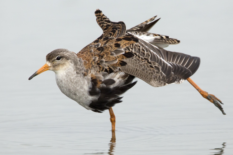 Ochtendgym - Vogels - Kemphaan
