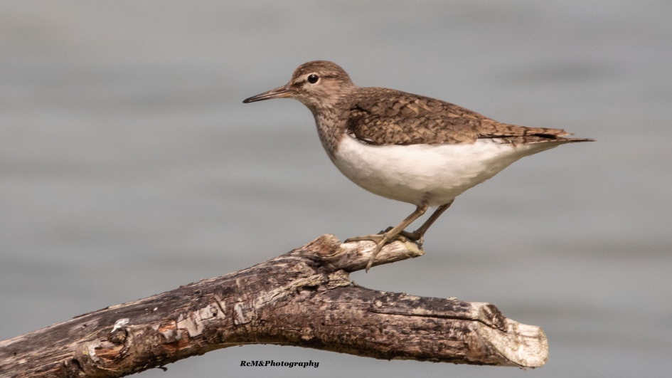 Oeverloper. - Vogels - Oeverloper.