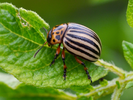 Op de aardappelplant