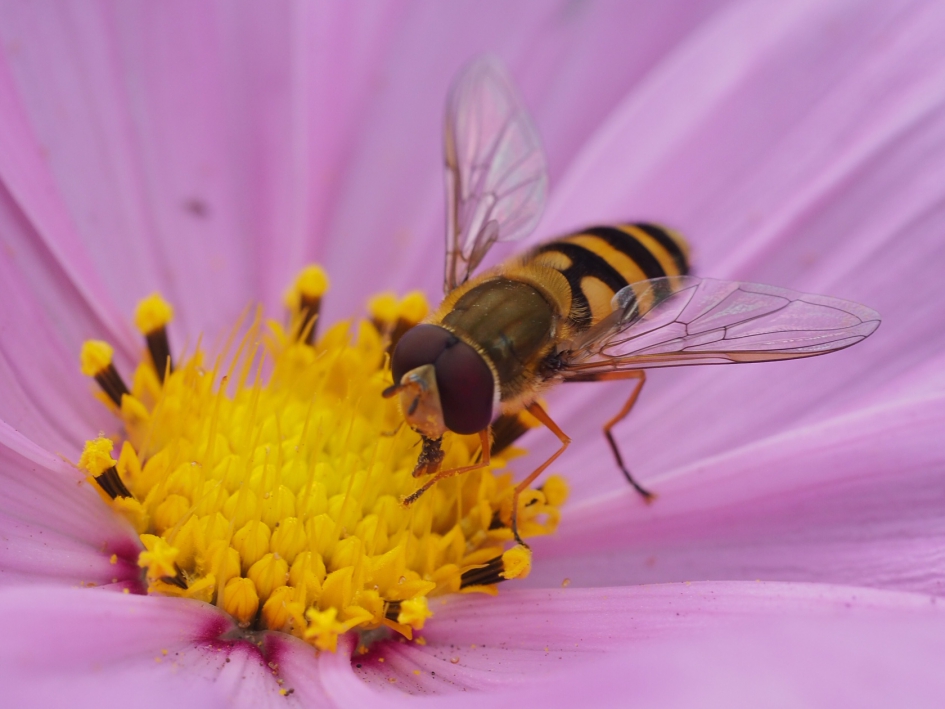 Op de cosmea - Geleedpotigen - Bandzweefvlieg, wrsch de bessenbandzweefvlieg
