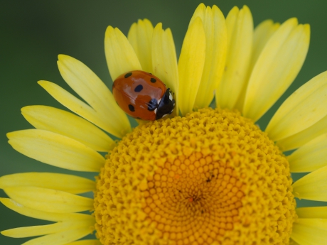Op de gele ganzebloem
