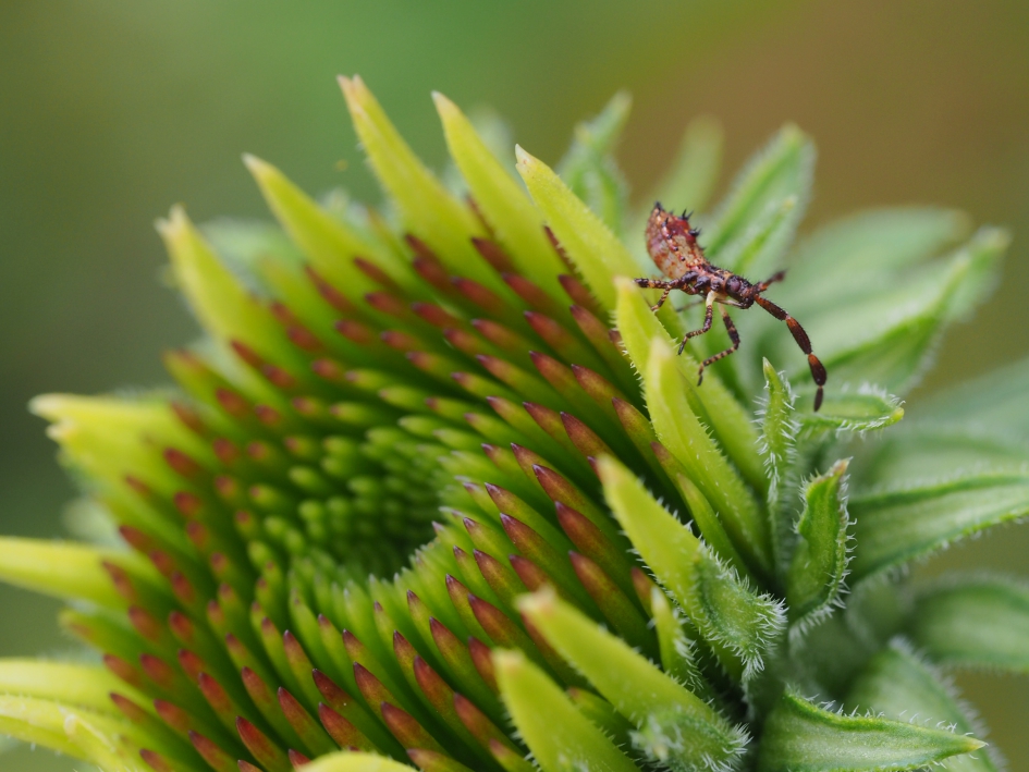 Stekelig - Geleedpotigen - Zuringrandwants