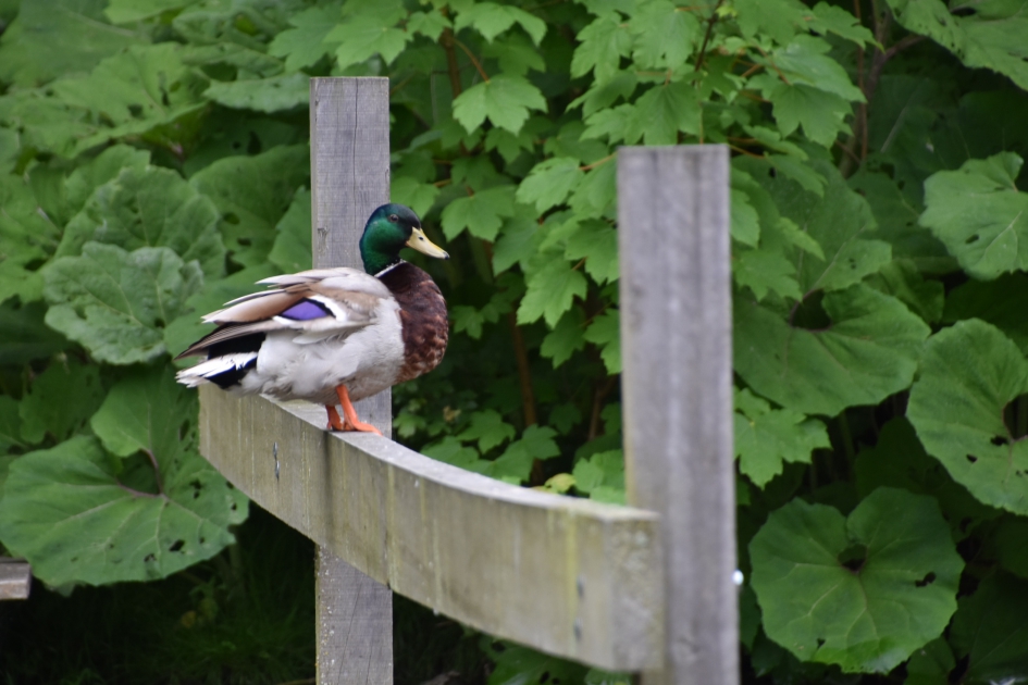 Op de uitkijk - Vogels - 