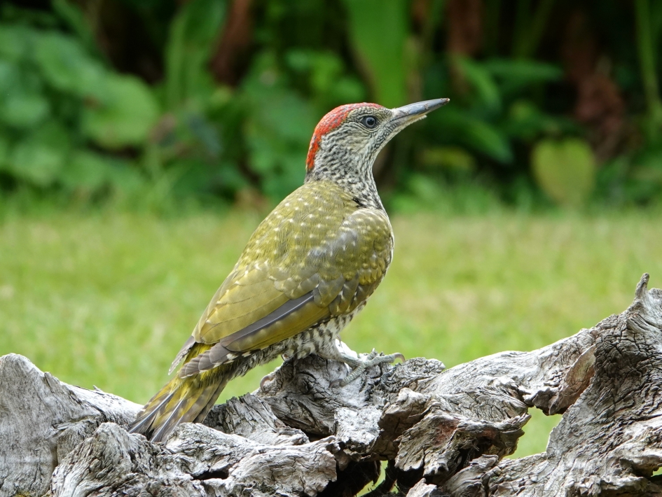 Op de uitkijk naar mierennesten - Vogels - Groene specht