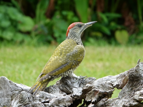 Op de uitkijk naar mierennesten