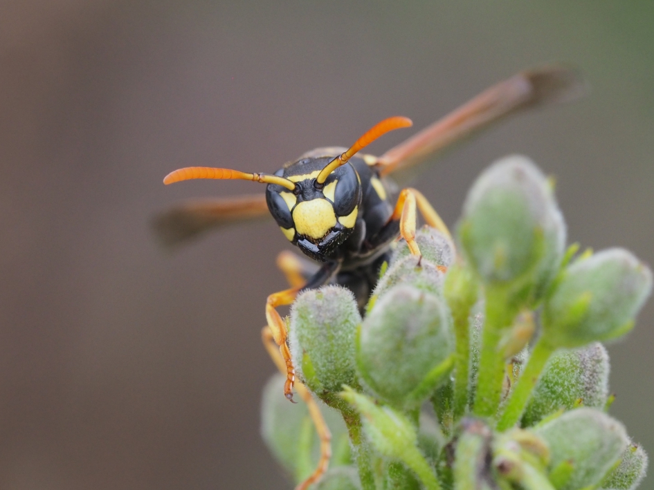 Op jacht - Geleedpotigen - Franse veldwesp