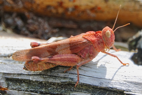 Oranje-roze Blauwvleugel 2