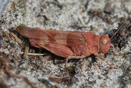 Oranje-roze Blauwvleugel