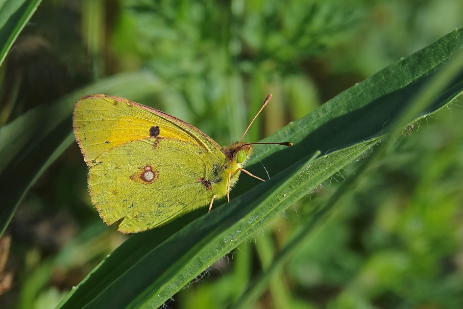 Oranje Luzernevlinder - Geleedpotigen - Oranje Luzernevlinder