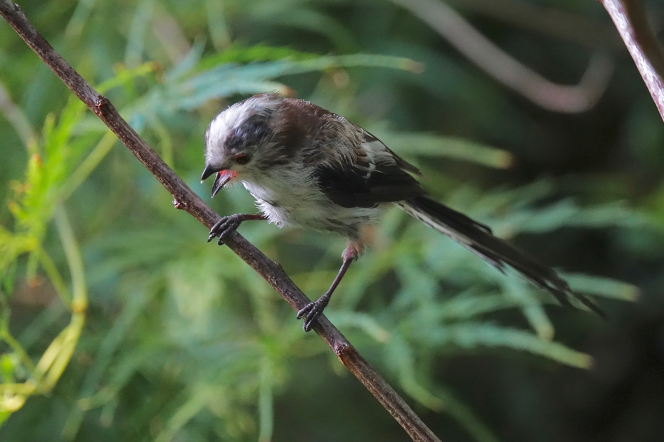 Oververhitte Staartmees - Vogels - Staartmees