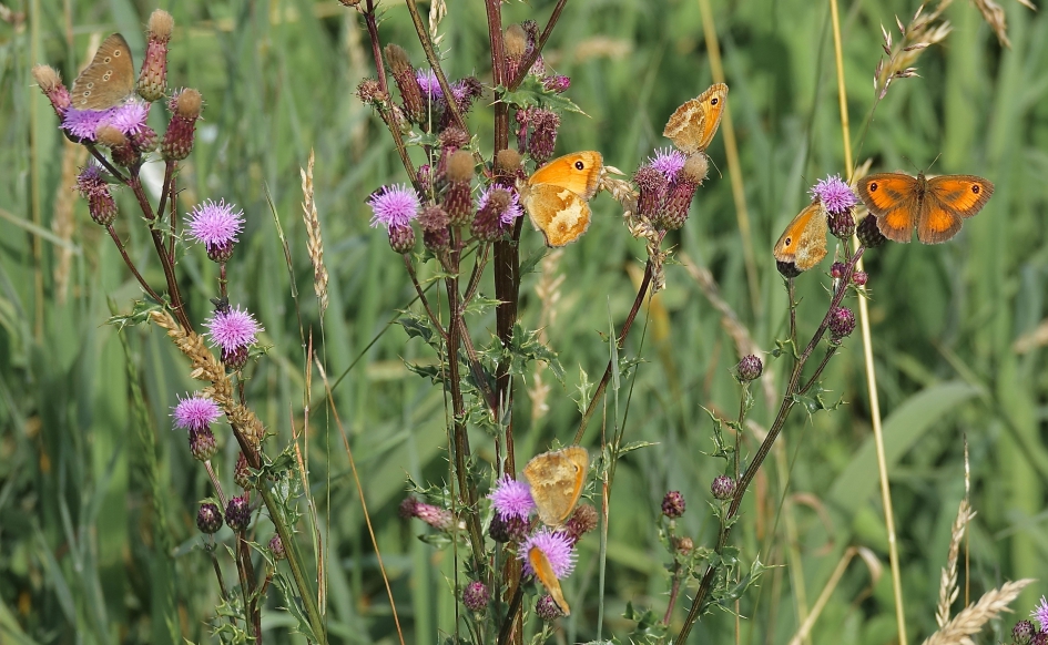 Paradijsje voor diverse Oogjes - Geleedpotigen - Oranje Zandoogje