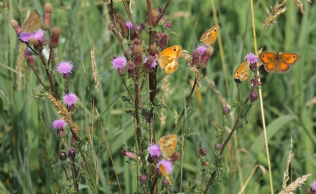 Paradijsje voor diverse Oogjes
