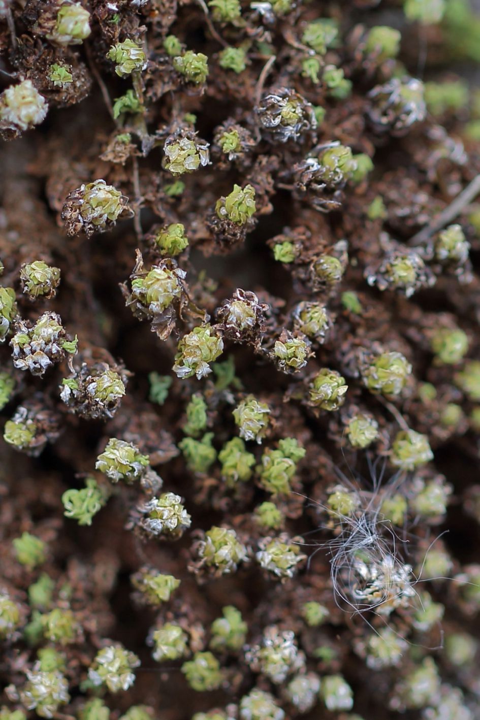 parapluutjesmos - Planten - parapluutjesmos