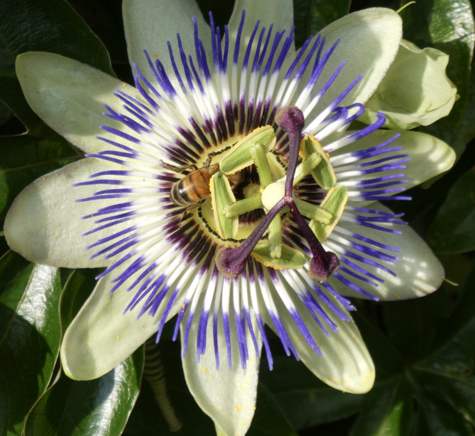 Passiebloem - Planten - 