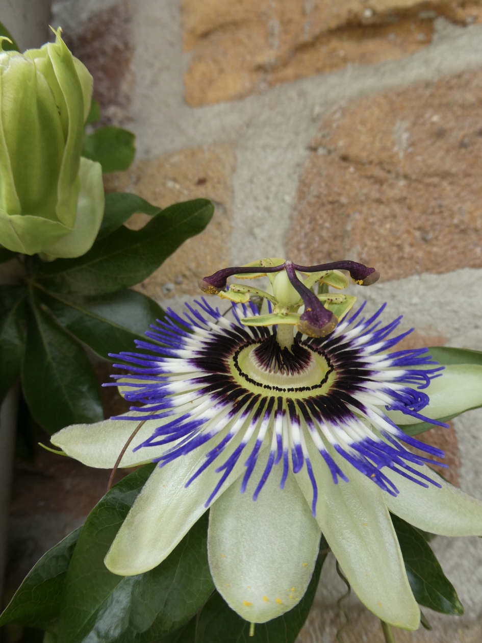 Passiebloem - Planten - 