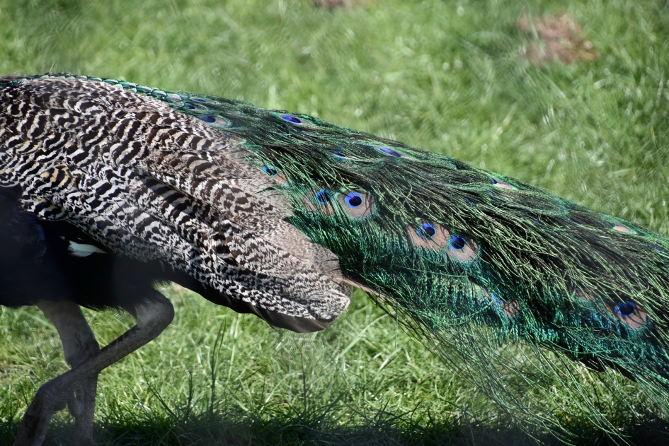 Pauwenstaart - Vogels - 