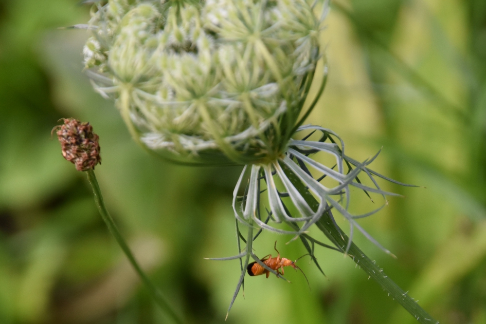 Peen met bezoek - Planten - 