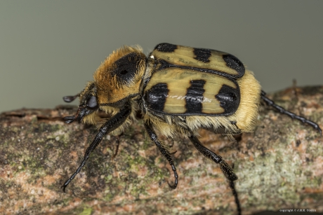 Penseelkever (Trichius zonatus )