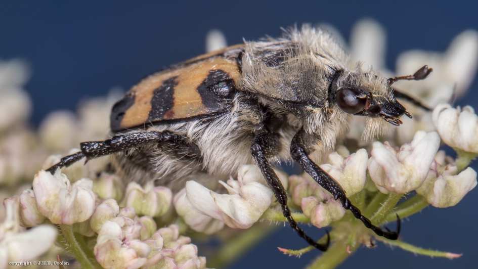 Penseelkever (Trichius zonatus ) - Geleedpotigen - Penseelkever