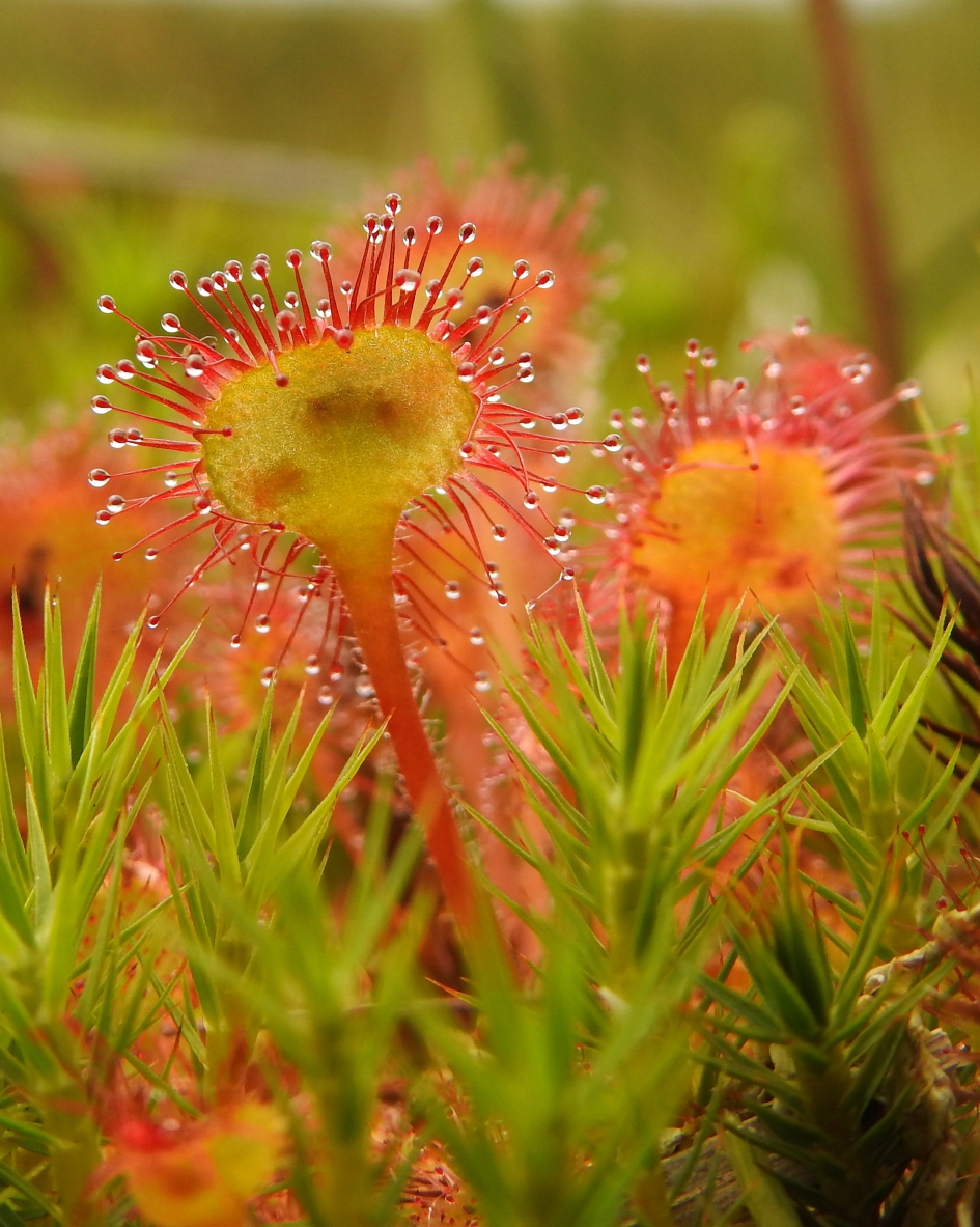Plakkerige schoonheid - Planten - Ronde zonnedauw