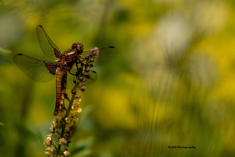 Platbuiklibel. - Geleedpotigen - Platbuiklibel.