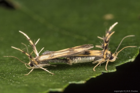 Pootmot (Stathmopoda pedella)