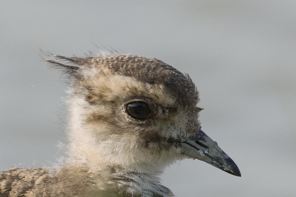 Portret ... - Vogels - Kievit