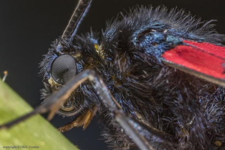 Portret van een.....