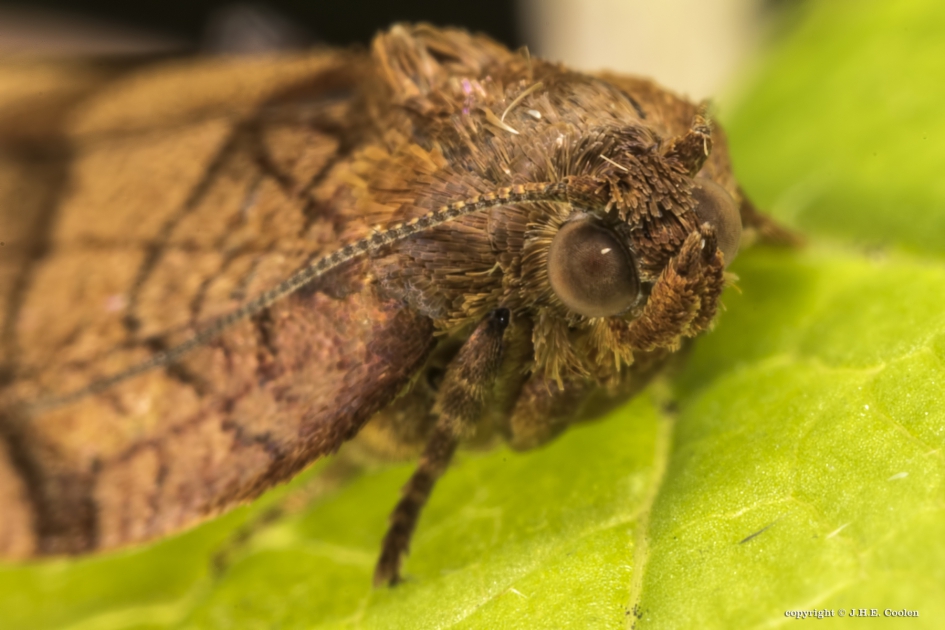 Portret van een..... - Geleedpotigen - Grote appelbladroller