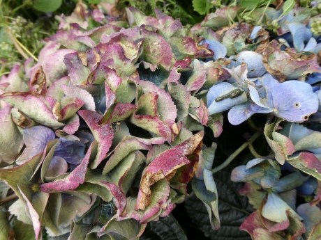 Prachtige kleuren