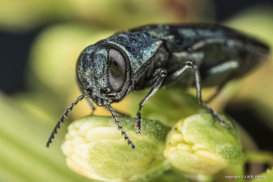 Prachtkever  (Agrilus sp.) - Geleedpotigen - Prachtkever