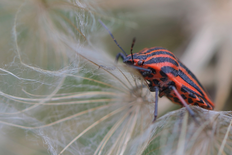 pyjamawants - Geleedpotigen - pyjamawants