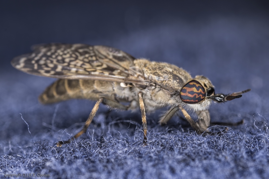 Regendaas (Haematopota pluvialis) - Geleedpotigen - Regendaas