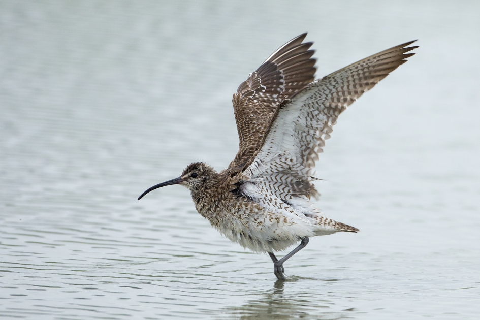 Regenwulp - Vogels - Regenwulp