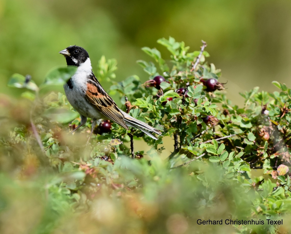 Rietgors in de Mokbaai op Texel - Vogels - Rietgors