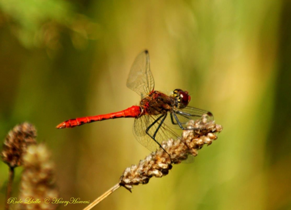 Rode Libelle - Geleedpotigen - Rode Libelle