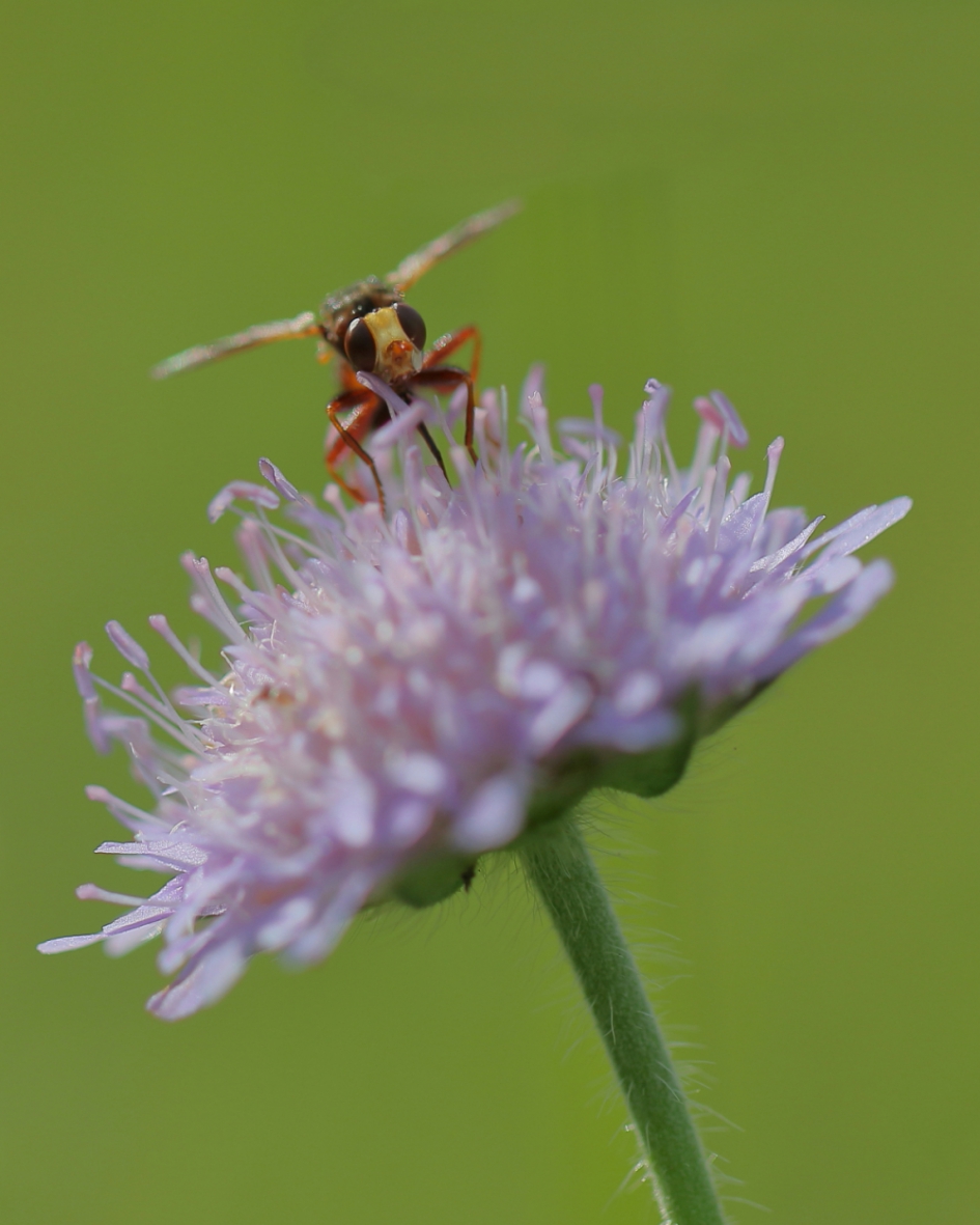 roestbruine kromlijf - Geleedpotigen - roestbruine kromlijf