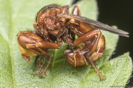 Roestbruine kromlijf (Sicus ferrugineus)