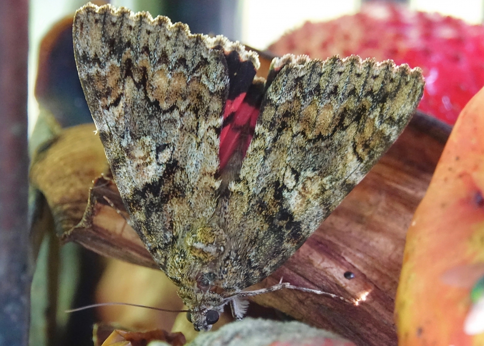 Rood Weeskind op de fruitcocktail - Geleedpotigen - Rood Weeskind