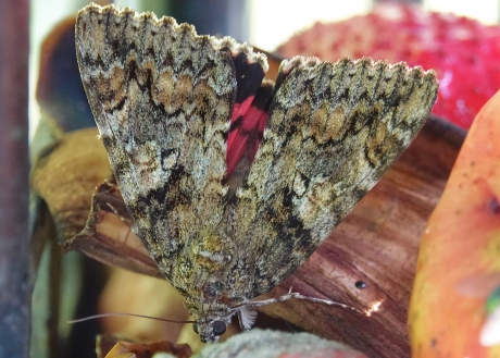 Rood Weeskind op de fruitcocktail