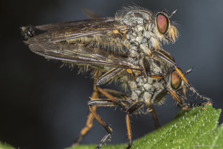 Roodbaardroofvlieg (Eutolmus rufibarbis) - Geleedpotigen - Roodbaardroofvlieg